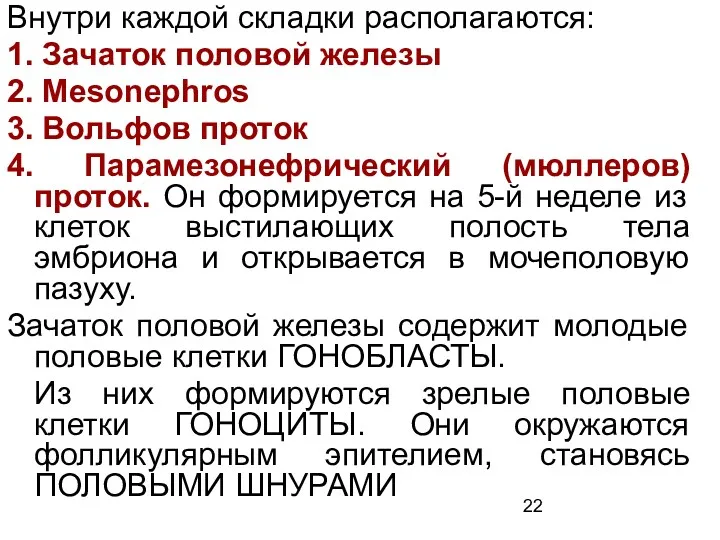 Внутри каждой складки располагаются: 1. Зачаток половой железы 2. Mesonephros