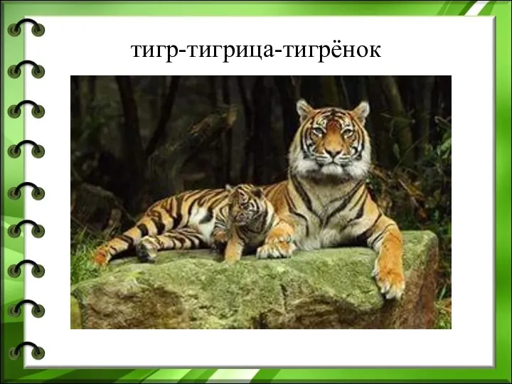 тигр-тигрица-тигрёнок