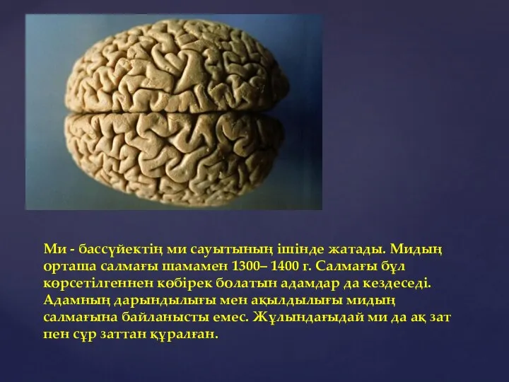 Ми - бассүйектің ми сауытының ішінде жатады. Мидың орташа салмағы