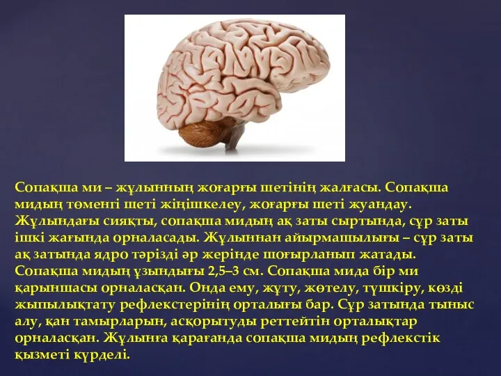 Сопақша ми – жұлынның жоғарғы шетінің жалғасы. Сопақша мидың төменгі