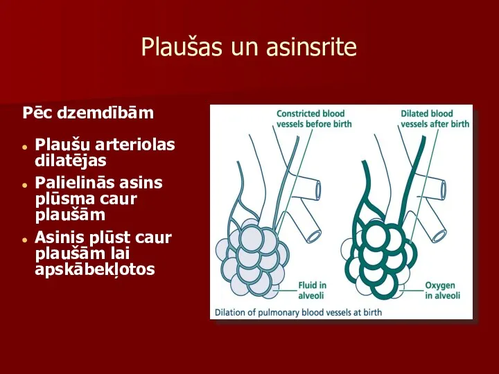 Plaušas un asinsrite Pēc dzemdībām Plaušu arteriolas dilatējas Palielinās asins