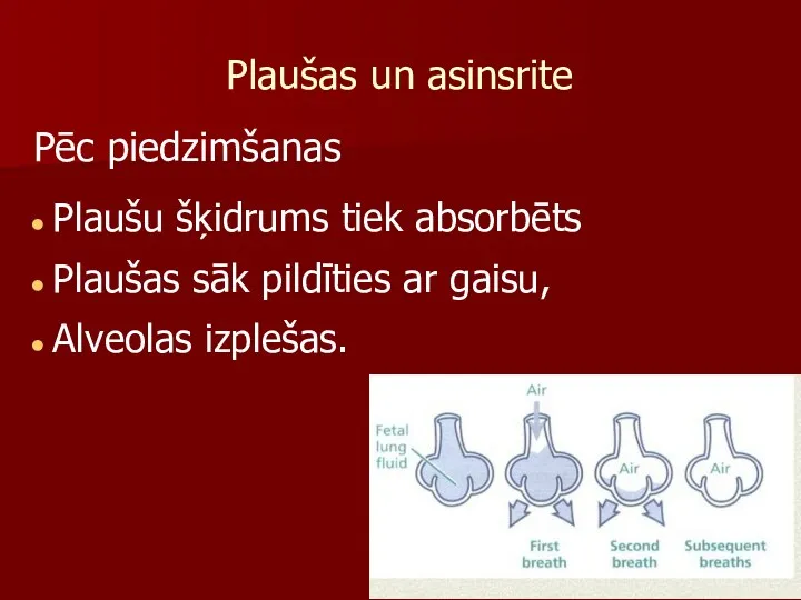 Plaušas un asinsrite Pēc piedzimšanas Plaušu šķidrums tiek absorbēts Plaušas sāk pildīties ar gaisu, Alveolas izplešas.