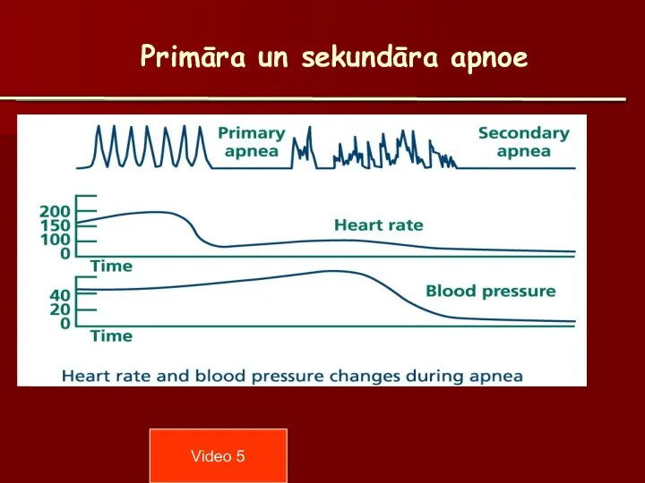 Primāra un sekundāra apnoe Video 5