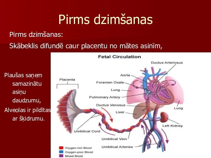 Pirms dzimšanas Plaušas saņem samazinātu asiņu daudzumu, Alveolas ir pildītas