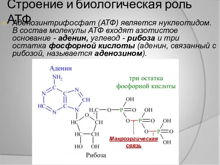 Строение и биологическая роль АТФ Аденозинтрифосфат (АТФ) является нуклеотидом. В