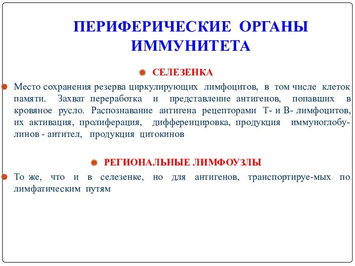 ПЕРИФЕРИЧЕСКИЕ ОРГАНЫ ИММУНИТЕТА СЕЛЕЗЕНКА Место сохранения резерва циркулирующих лимфоцитов, в