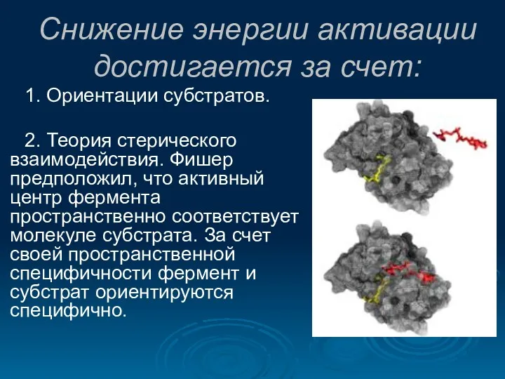 Снижение энергии активации достигается за счет: 1. Ориентации субстратов. 2.