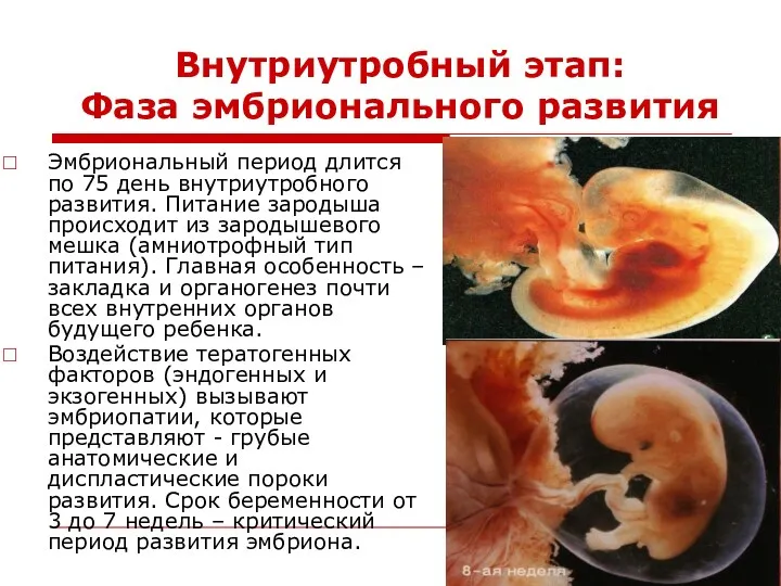 Внутриутробный этап: Фаза эмбрионального развития Эмбриональный период длится по 75