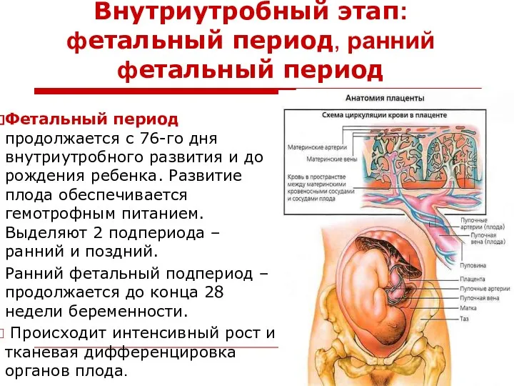 Внутриутробный этап: фетальный период, ранний фетальный период Фетальный период продолжается