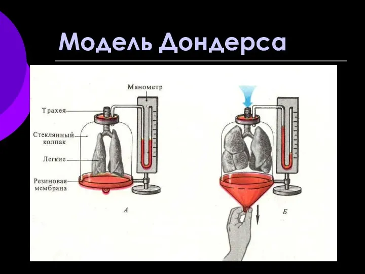 Модель Дондерса