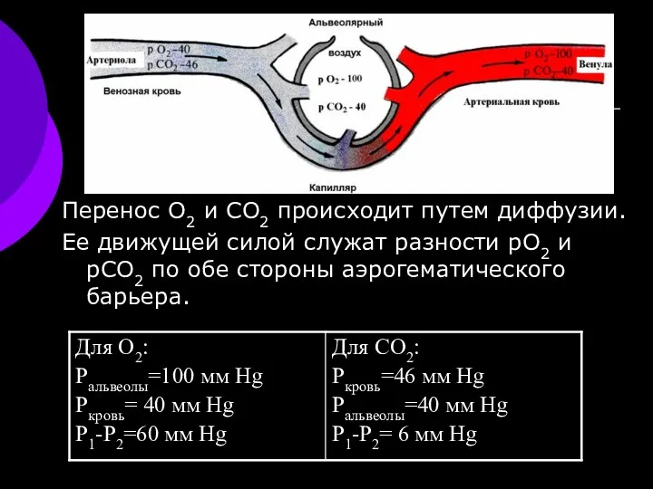 Перенос О2 и CO2 происходит путем диффузии. Ее движущей силой