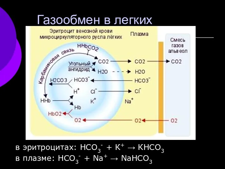 Газообмен в легких в эритроцитах: НСО3- + К+ → КНСО3