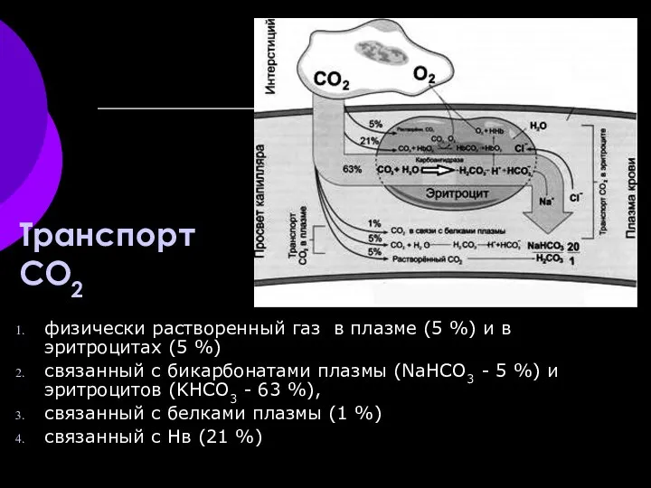 Транспорт СО2 физически растворенный газ в плазме (5 %) и