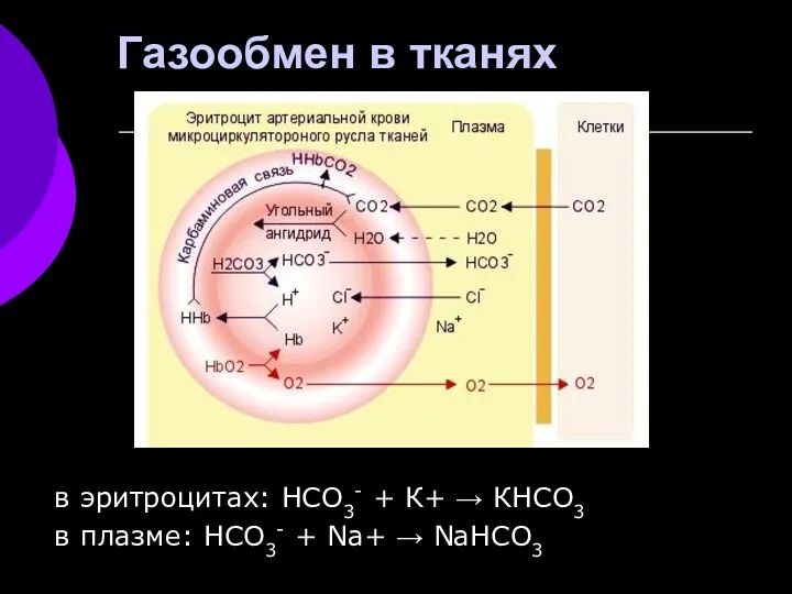 Газообмен в тканях в эритроцитах: НСО3- + К+ → КНСО3