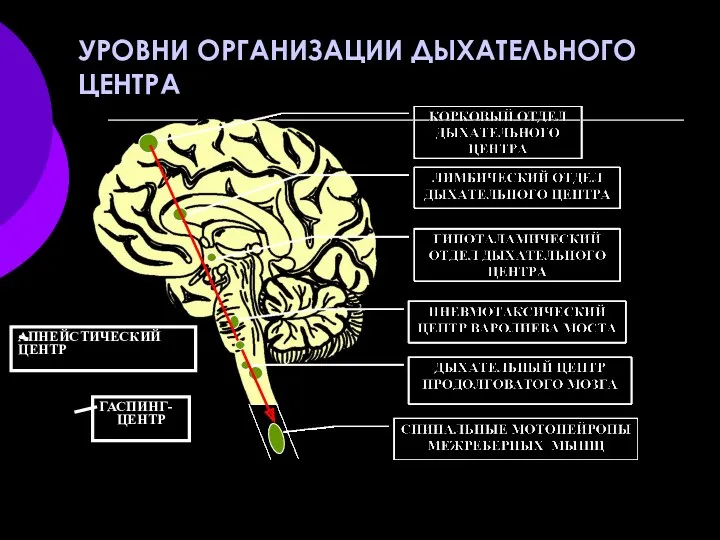 УРОВНИ ОРГАНИЗАЦИИ ДЫХАТЕЛЬНОГО ЦЕНТРА ГАСПИНГ- ЦЕНТР АПНЕЙСТИЧЕСКИЙ ЦЕНТР