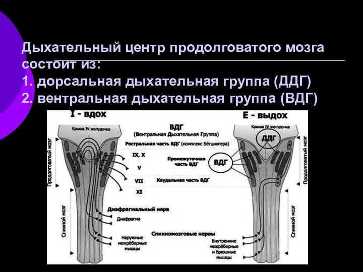 Дыхательный центр продолговатого мозга состоит из: 1. дорсальная дыхательная группа (ДДГ) 2. вентральная дыхательная группа (ВДГ)