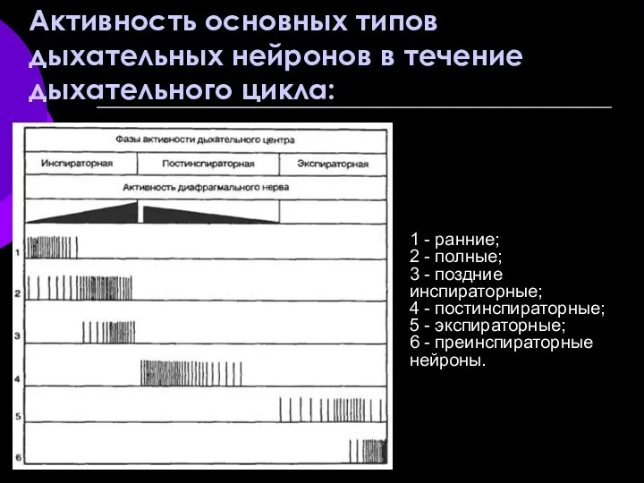 1 - ранние; 2 - полные; 3 - поздние инспираторные;