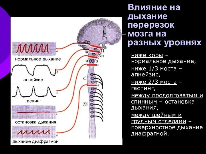 Влияние на дыхание перерезок мозга на разных уровнях ниже коры