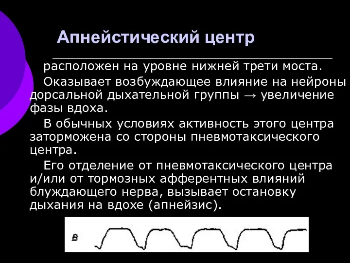 Апнейстический центр расположен на уровне нижней трети моста. Оказывает возбуждающее