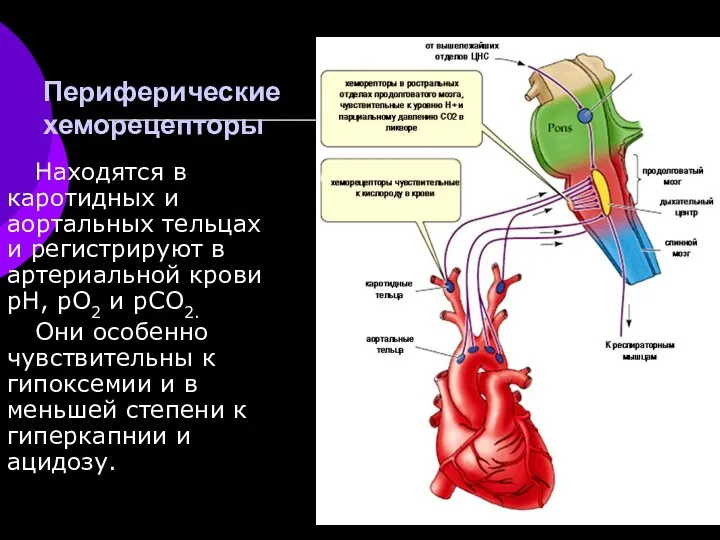 Периферические хеморецепторы Находятся в каротидных и аортальных тельцах и регистрируют