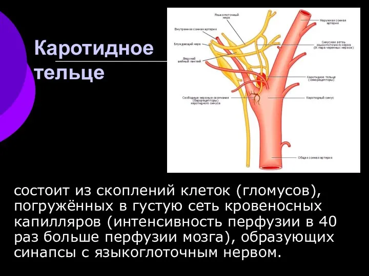 Каротидное тельце состоит из скоплений клеток (гломусов), погружённых в густую