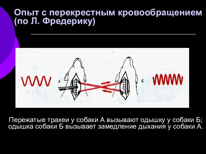 Пережатые трахеи у собаки А вызывают одышку у собаки Б;