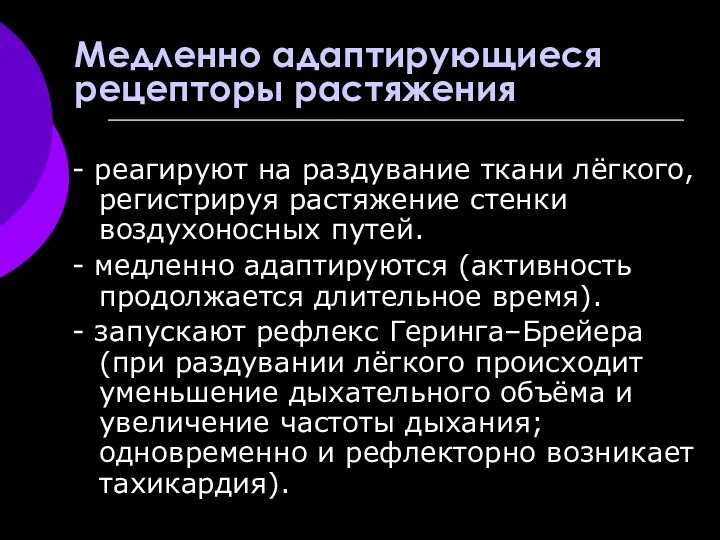 Медленно адаптирующиеся рецепторы растяжения - реагируют на раздувание ткани лёгкого,