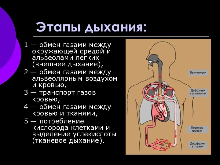 Этапы дыхания: 1 — обмен газами между окружающей средой и