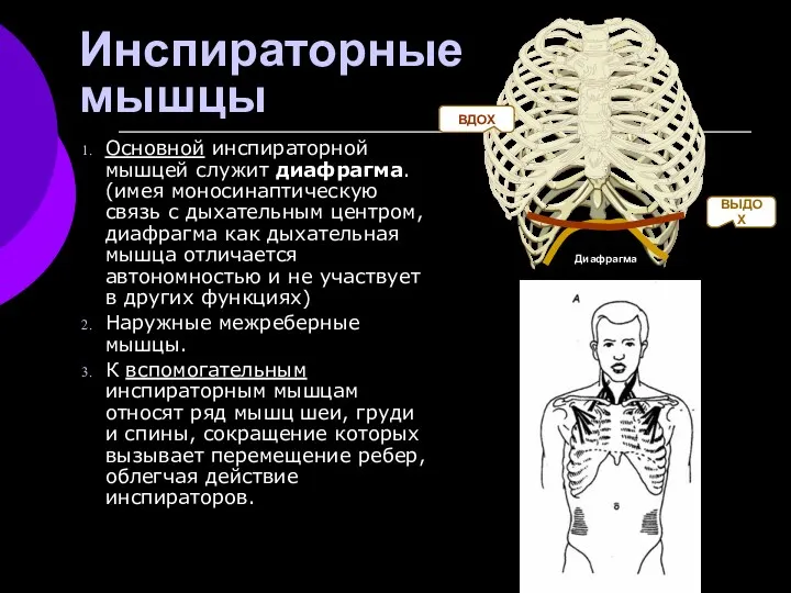 Инспираторные мышцы Основной инспираторной мышцей служит диафрагма. (имея моносинаптическую связь