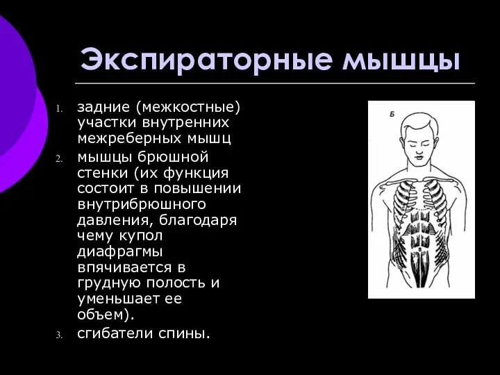 Экспираторные мышцы задние (межкостные) участки внутренних межреберных мышц мышцы брюшной