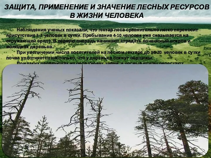 ЗАЩИТА, ПРИМЕНЕНИЕ И ЗНАЧЕНИЕ ЛЕСНЫХ РЕСУРСОВ В ЖИЗНИ ЧЕЛОВЕКА Наблюдения