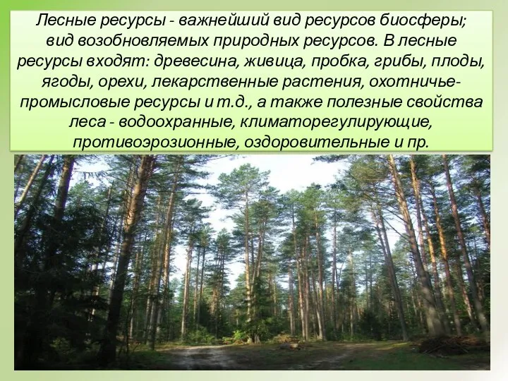 Лесные ресурсы - важнейший вид ресурсов биосферы; вид возобновляемых природных