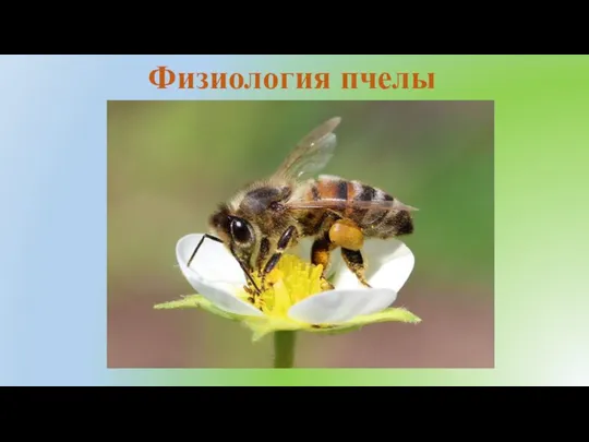 Физиология пчелы