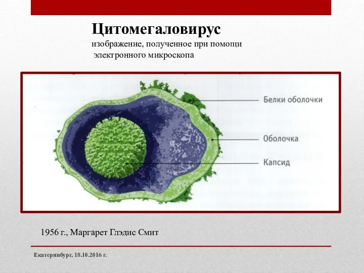 Екатеринбург, 18.10.2016 г. Цитомегаловирус изображение, полученное при помощи электронного микроскопа 1956 г., Маргарет Глэдис Смит