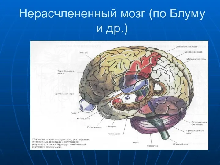 Нерасчлененный мозг (по Блуму и др.)