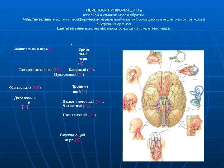 Периферические нервы ПЕРЕНОСЯТ ИНФОРМАЦИЮ в головной и спинной мозг и обратно. Чувствительные волокна