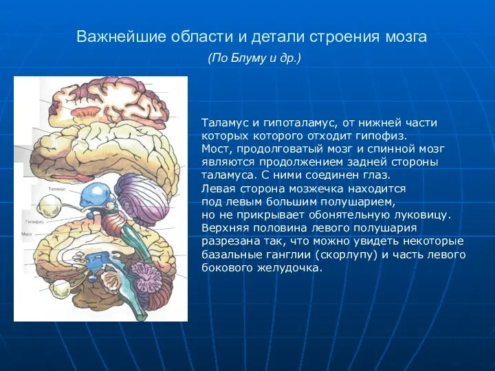Важнейшие области и детали строения мозга (По Блуму и др.) Таламус и гипоталамус,