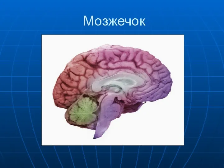 Мозжечок