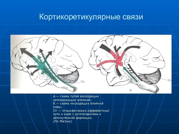 Кортикоретикулярные связи А — схема путей восходящих активирующих влияний; Б — схема нисходящих