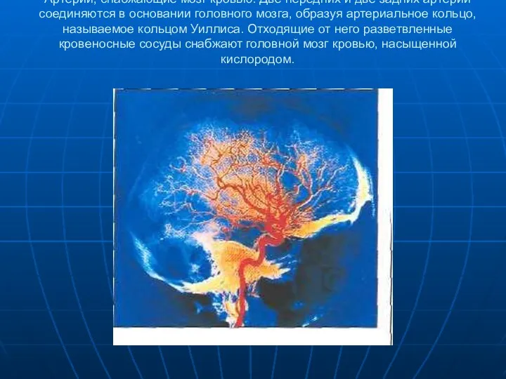 Артерии, снабжающие мозг кровью. Две передних и две задних артерии соединяются в основании