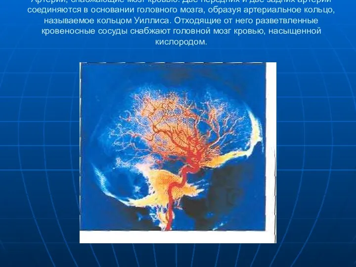 Артерии, снабжающие мозг кровью. Две передних и две задних артерии