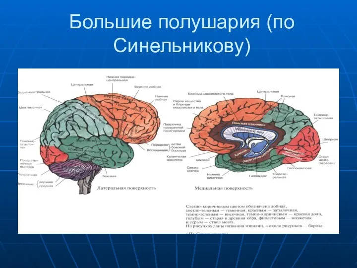 Большие полушария (по Синельникову)