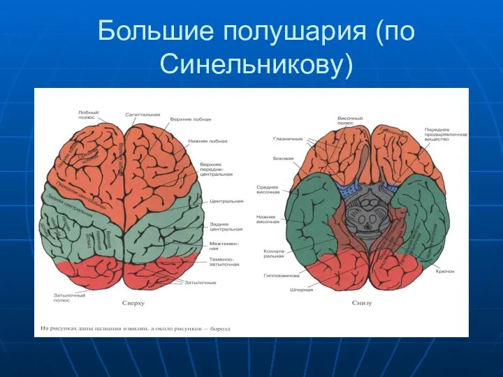 Большие полушария (по Синельникову)