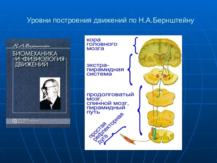 Уровни построения движений по Н.А.Бернштейну