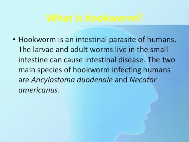 What is hookworm? Hookworm is an intestinal parasite of humans.