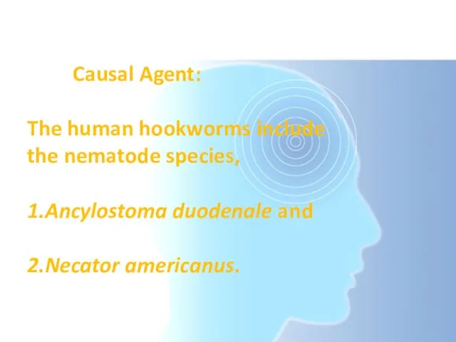 Causal Agent: The human hookworms include the nematode species, 1.Ancylostoma duodenale and 2.Necator americanus.