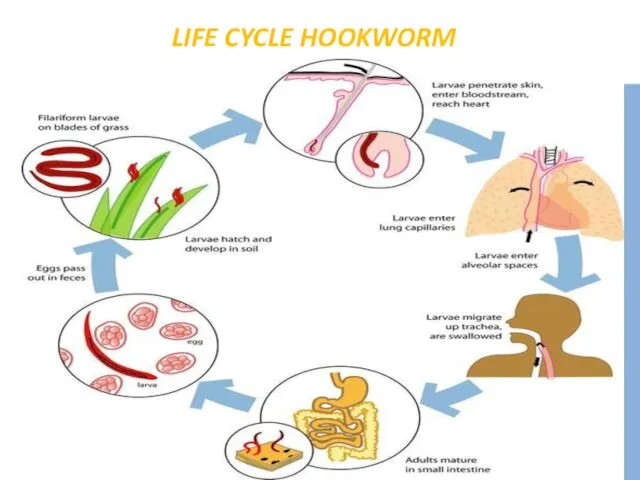 LIFE CYCLE HOOKWORM