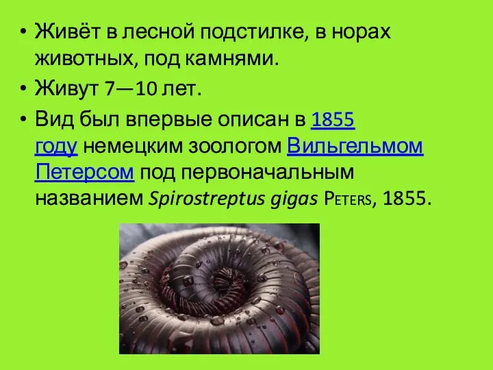 Живёт в лесной подстилке, в норах животных, под камнями. Живут