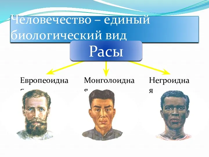 Человечество – единый биологический вид Европеоидная Монголоидная Негроидная Расы