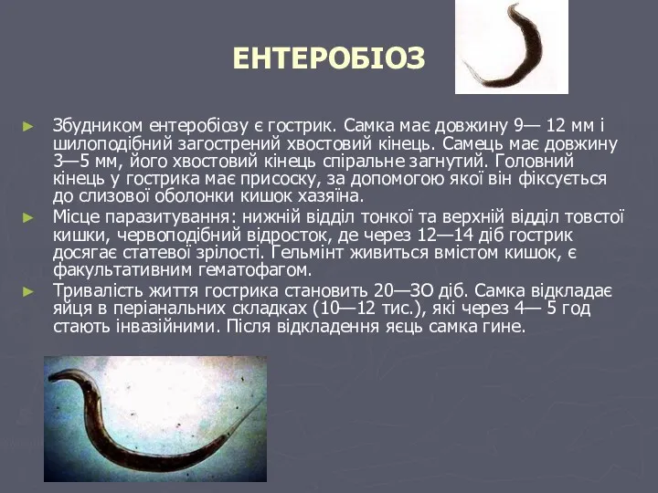 ЕНТЕРОБІОЗ Збудником ентеробіозу є гострик. Самка має довжину 9— 12 мм і шилоподібний